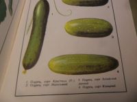Лот: 7570981. Фото: 4. Книга "Огородничество" 1994 год... Красноярск
