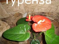 Лот: 1883729. Фото: 3. Антуриум Туренза.. Растения и животные