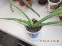 Лот: 3904213. Фото: 2. Алоэ Vera. Комнатные растения и уход