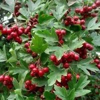 Лот: 9837233. Фото: 4. Боярышник кроваво красный (Crataegus... Красноярск