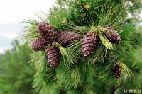Лот: 5456326. Фото: 2. Орех Кедровый Забайкальский. Продукты