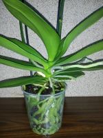 Лот: 11034650. Фото: 3. Орхидея сорт Толедо. Растения и животные