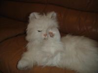 Лот: 9180224. Фото: 3. FurReal Friends Hasbro Кошка Лулу. Дети растут