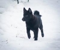 Лот: 10498548. Фото: 6. Щенки схипперке (шипперке)