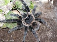 Лот: 7899704. Фото: 2. Паук птицеед дома! Lasiodora parahybana. Животные и уход