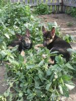 Лот: 11765863. Фото: 4. Щенки вео. Красноярск