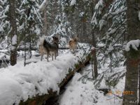 Лот: 8729219. Фото: 3. Охотничий участок. Туризм, охота, рыбалка, самооборона