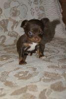 Лот: 6099322. Фото: 4. Щенята той-терьера "крошечки". Красноярск