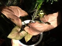 Лот: 4195024. Фото: 5. Сингониум Regina Red