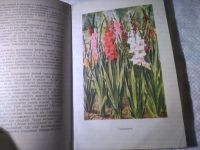Лот: 25042781. Фото: 5. oz(4092318)В.А. Родина Цветоводство...
