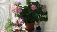 Лот: 17938727. Фото: 5. Гортензия комнатная, взрослое...