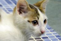 Лот: 8998567. Фото: 3. Котенька ищет дом (коробка корма... Растения и животные