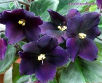 Лот: 4285850. Фото: 3. Фиалка Taboo лист. Растения и животные