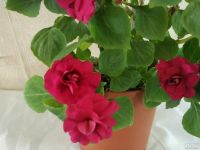 Лот: 2965770. Фото: 3. Бальзамин Burgundy Rose цветущий... Растения и животные