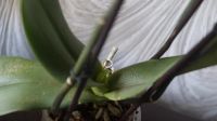 Лот: 5628394. Фото: 6. Орхидея Phalaenopsis белая в крап...
