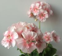Лот: 14811724. Фото: 2. Пеларгония Brookside Primrose. Комнатные растения и уход