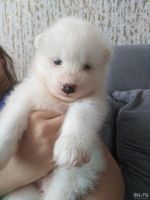 Лот: 13470985. Фото: 3. Щеночки Самоедской собаки. Растения и животные