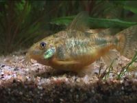 Лот: 7639239. Фото: 2. Крапчатый сомик (Corydoras paleatus... Аквариумистика