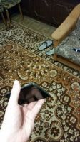 Лот: 4986124. Фото: 3. Продам HTC ONE X. 16Gb. Обмен. Красноярск