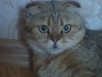 Лот: 4279827. Фото: 2. Ласковый шотландский котёнок!. Животные и уход