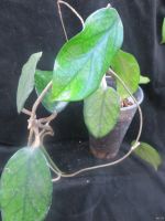 Лот: 13553104. Фото: 2. Хойя Hoya Wat Doi Tung. Комнатные растения и уход