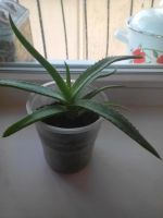 Лот: 12652262. Фото: 3. Алоэ. Растения и животные