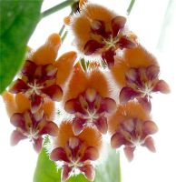 Лот: 4755523. Фото: 2. Хойя Лазианта-Hoya lasiantha. Комнатные растения и уход