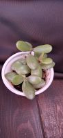 Лот: 8678257. Фото: 2. Крассула (Crassula ovata) - Денежное... Комнатные растения и уход