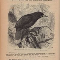 Лот: 15535905. Фото: 4. Жизнь животных Брэма. Второй том... Красноярск