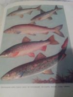 Лот: 3482141. Фото: 3. Настольная книга рыболова- спортсмена... Коллекционирование, моделизм