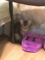 Лот: 11762551. Фото: 3. Котенок в хорошие руки. Растения и животные