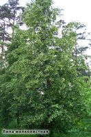 Лот: 21215065. Фото: 8. Озеленение, посадочный материал...