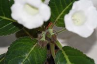 Лот: 3134245. Фото: 3. Глоксиния 12. Растения и животные