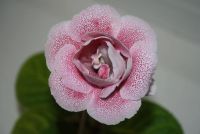 Лот: 4481218. Фото: 2. глоксиния ситец красный махровый... Комнатные растения и уход