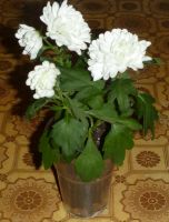 Лот: 4864078. Фото: 2. Хризантема кустовая белая (мододое... Комнатные растения и уход