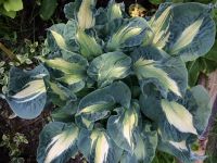 Лот: 16145522. Фото: 7. Хоста Голден Медовс (hosta Golden...