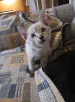 Лот: 8229848. Фото: 4. Отдам в надежные руки самых лучших... Красноярск