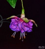 Лот: 8447477. Фото: 2. фуксия Cecile. Комнатные растения и уход