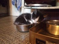 Лот: 3676333. Фото: 2. Котенок Феликс ищет хозяев. Животные и уход