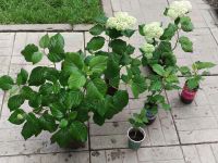 Лот: 22707277. Фото: 4. Гортензия Анабель, Фантом. Красноярск