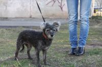 Лот: 7407635. Фото: 4. Отдам взрослого карликового пуделя... Красноярск