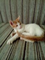 Лот: 6983330. Фото: 2. Котик Санька. Животные и уход