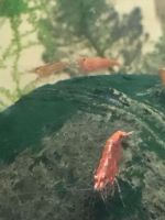 Лот: 2904991. Фото: 4. креветки черри 30 штук. Красноярск