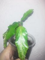 Лот: 9605779. Фото: 3. Гибискус вариегатный Купера. Растения и животные