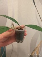 Лот: 13805118. Фото: 2. хойя (Hoya finlaysonii Splash-snow... Комнатные растения и уход