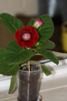 Лот: 4059078. Фото: 3. Глоксиния темно-алая (всё растение... Растения и животные