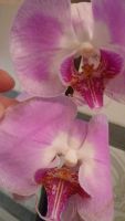 Лот: 8409830. Фото: 2. орхидея фаленопсис F18. Комнатные растения и уход