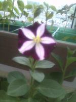 Лот: 5492764. Фото: 4. Петуния ампельная Баскин Роббинз... Красноярск