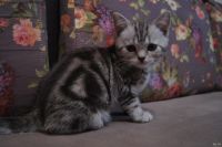 Лот: 13265059. Фото: 3. Шотландская чистокровная девочка. Растения и животные