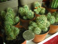 Лот: 2836867. Фото: 3. Кактус цветущий Mammillaria prolifera. Растения и животные